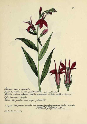 Reproducción/Reproduction 49500818958: Flore universelle. Saint-Denis :Au Bureau et chez Meilhac :[1848]-[1849]. 
