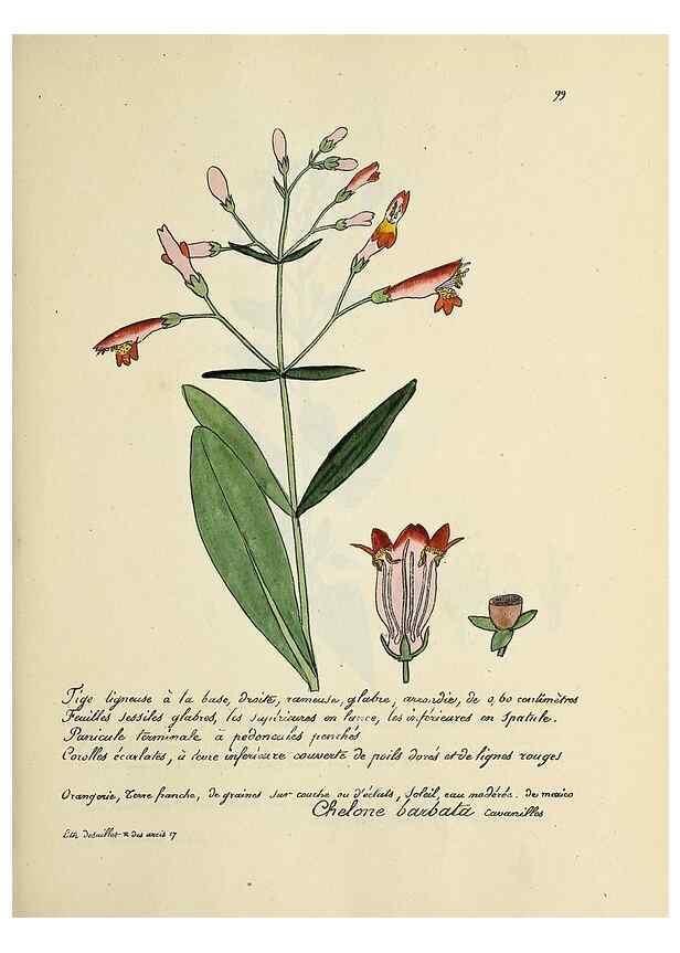 Reproducción/Reproduction 49501324036: Flore universelle. Saint-Denis :Au Bureau et chez Meilhac :[1848]-[1849]. 