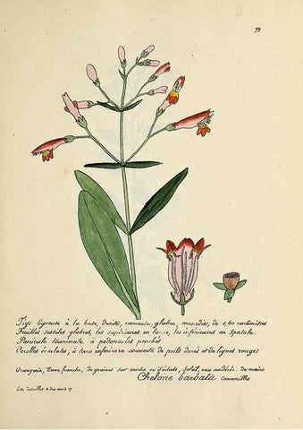 Reproducción/Reproduction 49501324036: Flore universelle. Saint-Denis :Au Bureau et chez Meilhac :[1848]-[1849]. 