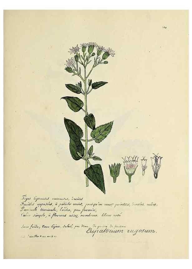 Reproducción/Reproduction 49501547382: Flore universelle. Saint-Denis :Au Bureau et chez Meilhac :[1848]-[1849]. 