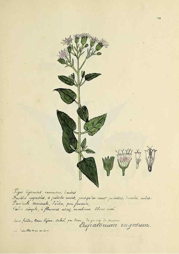 Reproducción/Reproduction 49501547382: Flore universelle. Saint-Denis :Au Bureau et chez Meilhac :[1848]-[1849]. 