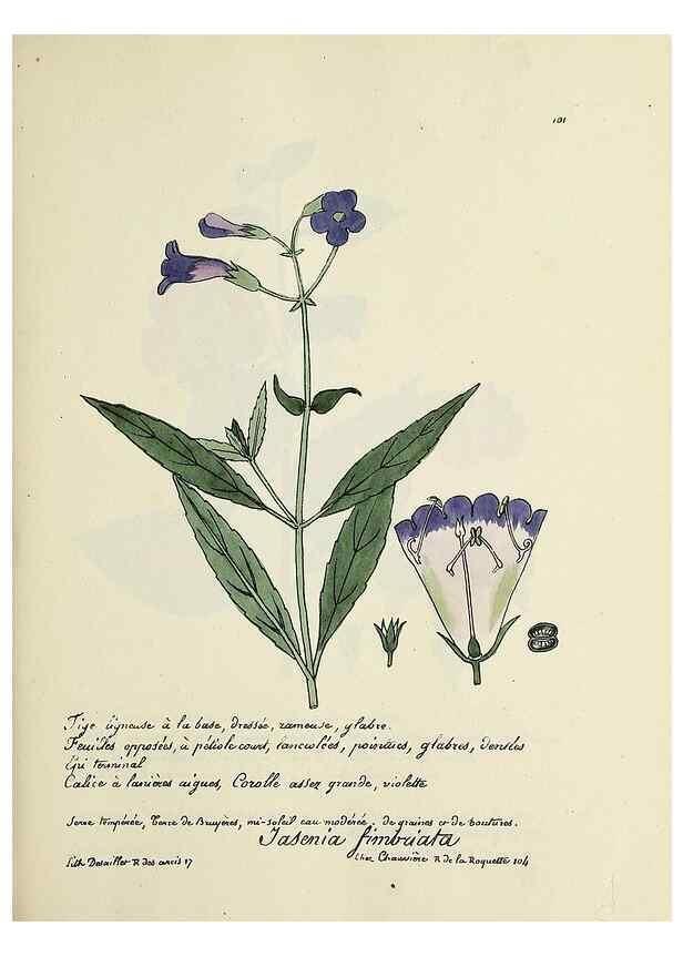 Reproducción/Reproduction 49500819903: Flore universelle. Saint-Denis :Au Bureau et chez Meilhac :[1848]-[1849]. 