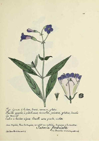 Reproducción/Reproduction 49500819903: Flore universelle. Saint-Denis :Au Bureau et chez Meilhac :[1848]-[1849]. 