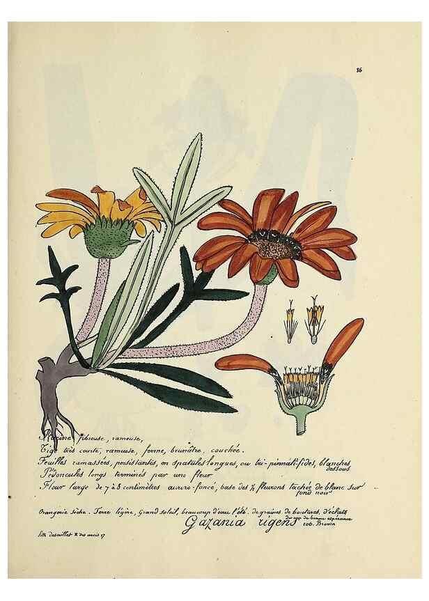 Reproducción/Reproduction 49501542937: Flore universelle. Saint-Denis :Au Bureau et chez Meilhac :[1848]-[1849]. 