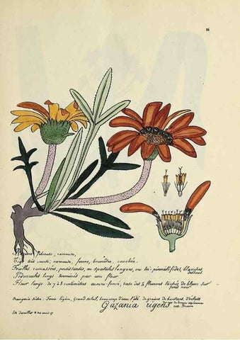 Reproducción/Reproduction 49501542937: Flore universelle. Saint-Denis :Au Bureau et chez Meilhac :[1848]-[1849]. 