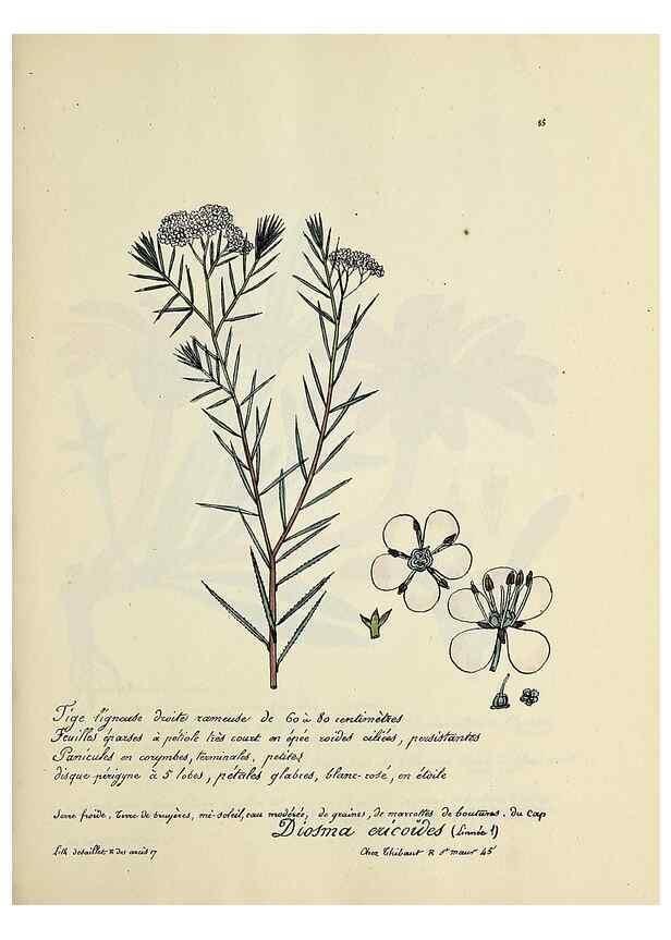Reproducción/Reproduction 49501542742: Flore universelle. Saint-Denis :Au Bureau et chez Meilhac :[1848]-[1849]. 