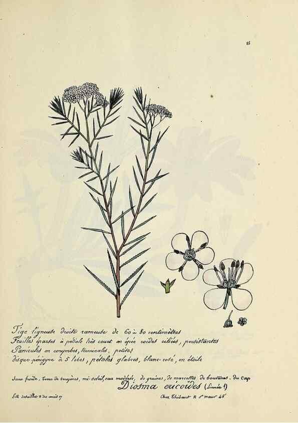 Reproducción/Reproduction 49501542742: Flore universelle. Saint-Denis :Au Bureau et chez Meilhac :[1848]-[1849]. 
