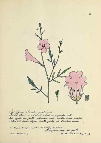 Reproducción/Reproduction 49500814228: Flore universelle. Saint-Denis :Au Bureau et chez Meilhac :[1848]-[1849]. 