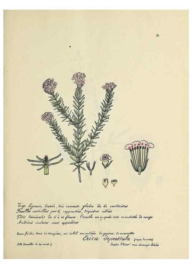 Reproducción/Reproduction 49501542247: Flore universelle. Saint-Denis :Au Bureau et chez Meilhac :[1848]-[1849]. 