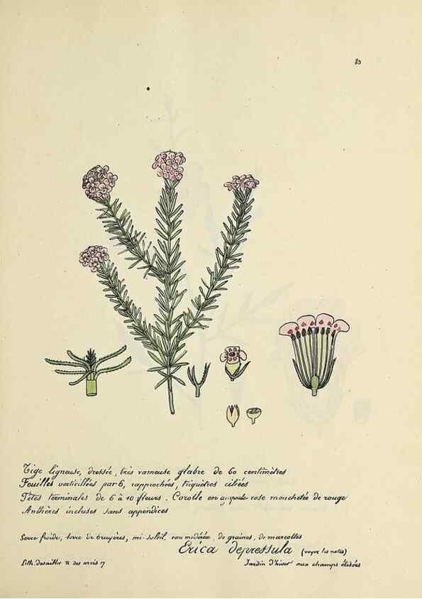 Reproducción/Reproduction 49501542247: Flore universelle. Saint-Denis :Au Bureau et chez Meilhac :[1848]-[1849]. 