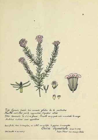 Reproducción/Reproduction 49501542247: Flore universelle. Saint-Denis :Au Bureau et chez Meilhac :[1848]-[1849]. 