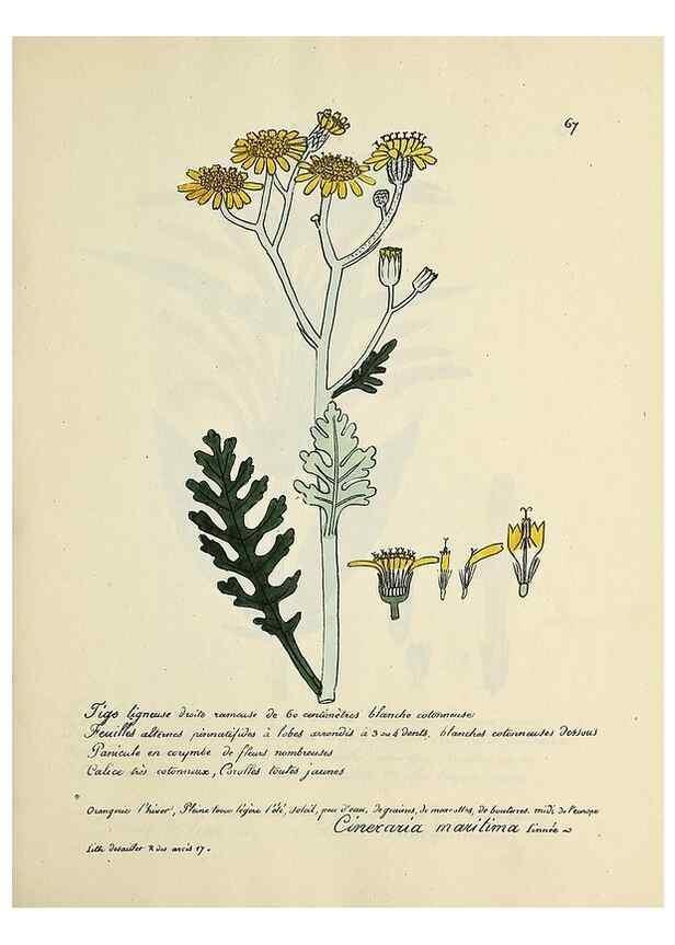 Reproducción/Reproduction 49501537842: Flore universelle. Saint-Denis :Au Bureau et chez Meilhac :[1848]-[1849]. 
