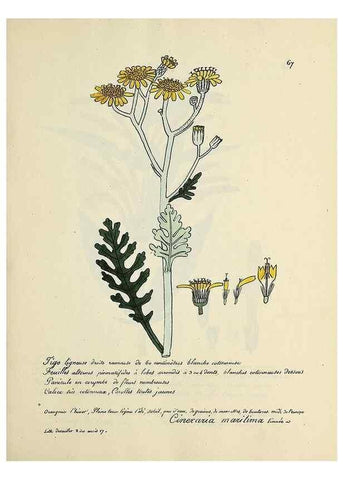 Reproducción/Reproduction 49501537842: Flore universelle. Saint-Denis :Au Bureau et chez Meilhac :[1848]-[1849]. 