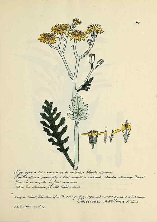 Reproducción/Reproduction 49501537842: Flore universelle. Saint-Denis :Au Bureau et chez Meilhac :[1848]-[1849]. 