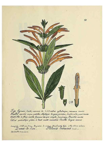 Reproducción/Reproduction 49500809998: Flore universelle. Saint-Denis :Au Bureau et chez Meilhac :[1848]-[1849]. 