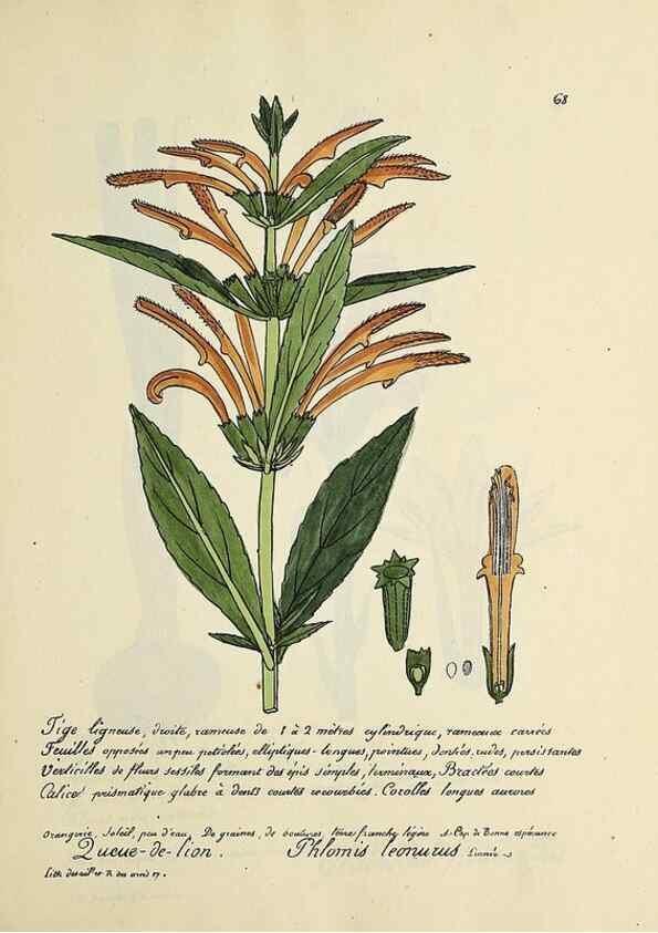 Reproducción/Reproduction 49500809998: Flore universelle. Saint-Denis :Au Bureau et chez Meilhac :[1848]-[1849]. 