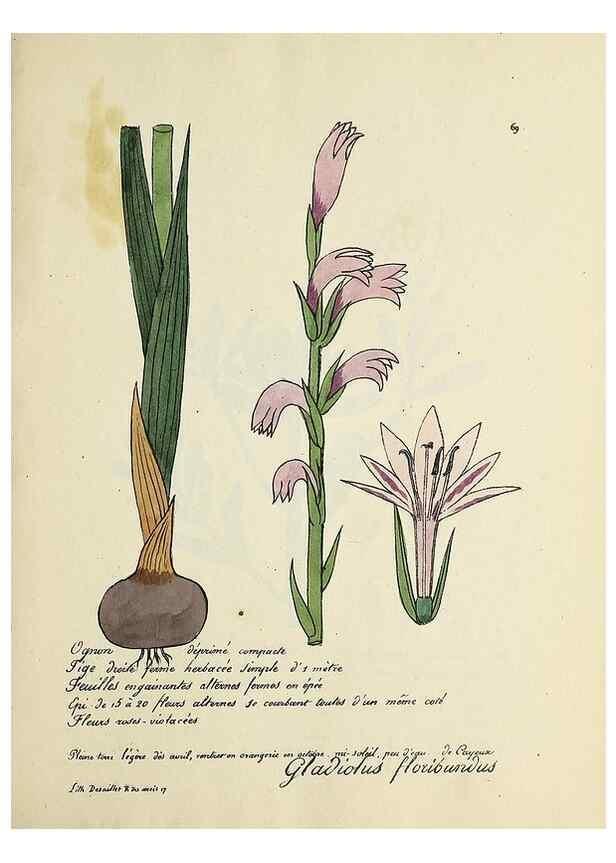 Reproducción/Reproduction 49501538402: Flore universelle. Saint-Denis :Au Bureau et chez Meilhac :[1848]-[1849]. 