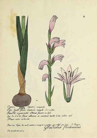 Reproducción/Reproduction 49501538402: Flore universelle. Saint-Denis :Au Bureau et chez Meilhac :[1848]-[1849]. 