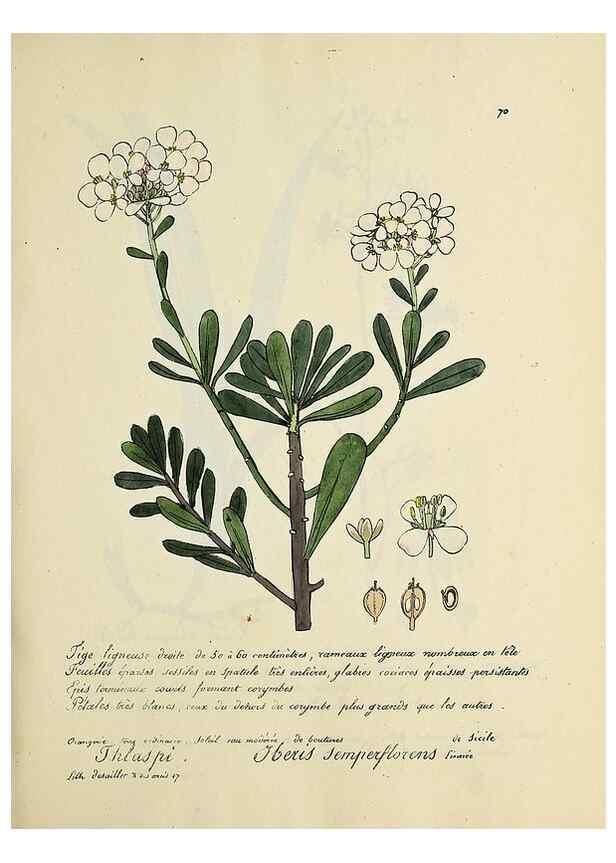 Reproducción/Reproduction 49501315501: Flore universelle. Saint-Denis :Au Bureau et chez Meilhac :[1848]-[1849]. 