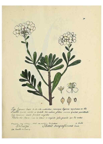 Reproducción/Reproduction 49501315501: Flore universelle. Saint-Denis :Au Bureau et chez Meilhac :[1848]-[1849]. 