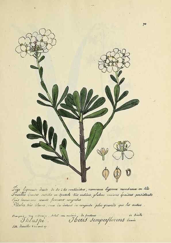 Reproducción/Reproduction 49501315501: Flore universelle. Saint-Denis :Au Bureau et chez Meilhac :[1848]-[1849]. 