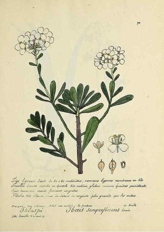 Reproducción/Reproduction 49501315501: Flore universelle. Saint-Denis :Au Bureau et chez Meilhac :[1848]-[1849]. 