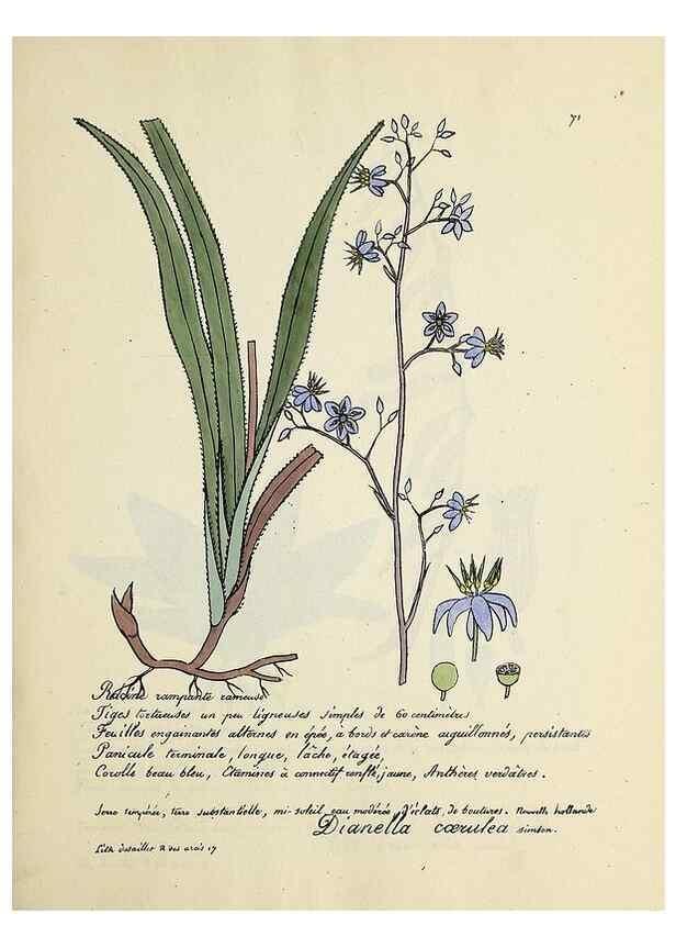 Reproducción/Reproduction 49500810908: Flore universelle. Saint-Denis :Au Bureau et chez Meilhac :[1848]-[1849]. 