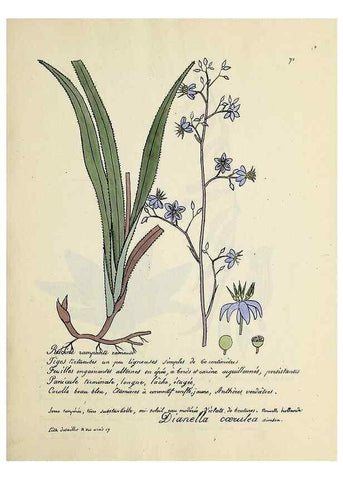 Reproducción/Reproduction 49500810908: Flore universelle. Saint-Denis :Au Bureau et chez Meilhac :[1848]-[1849]. 