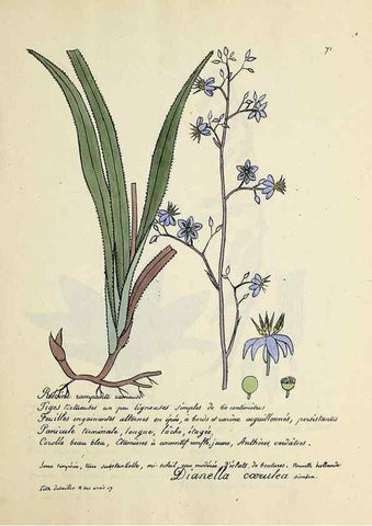 Reproducción/Reproduction 49500810908: Flore universelle. Saint-Denis :Au Bureau et chez Meilhac :[1848]-[1849]. 