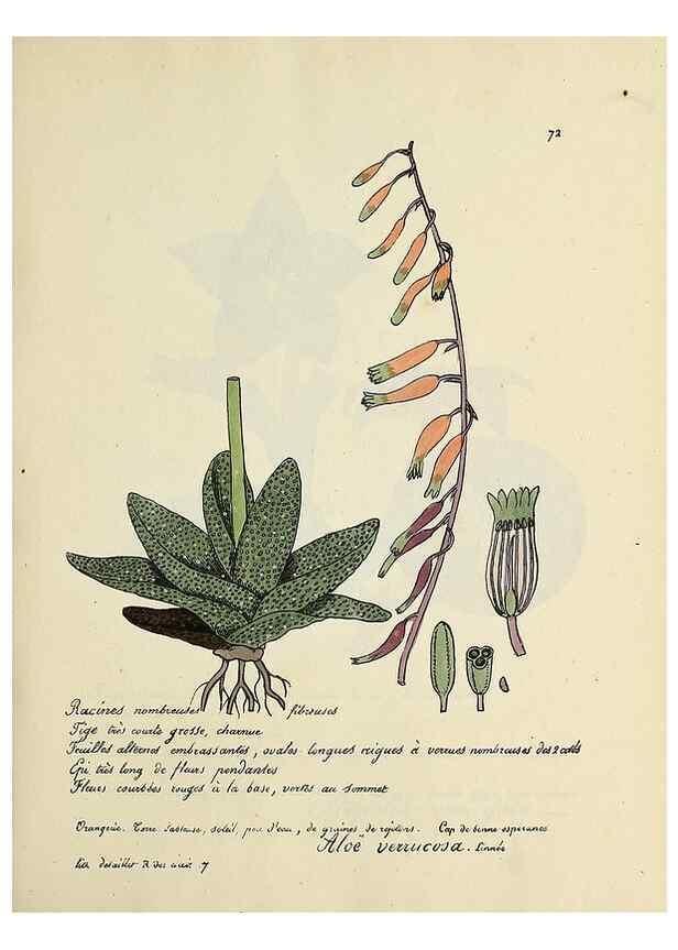 Reproducción/Reproduction 49501539392: Flore universelle. Saint-Denis :Au Bureau et chez Meilhac :[1848]-[1849]. 