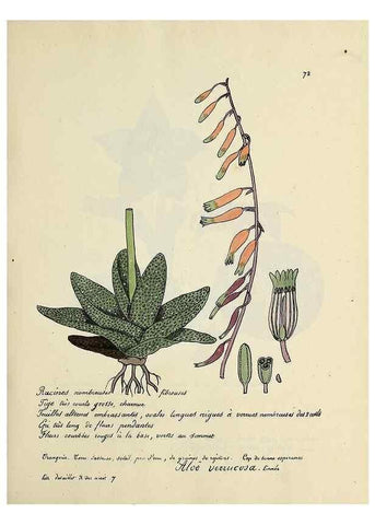 Reproducción/Reproduction 49501539392: Flore universelle. Saint-Denis :Au Bureau et chez Meilhac :[1848]-[1849]. 