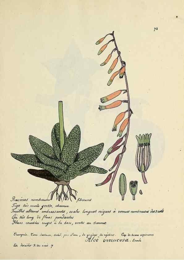 Reproducción/Reproduction 49501539392: Flore universelle. Saint-Denis :Au Bureau et chez Meilhac :[1848]-[1849]. 