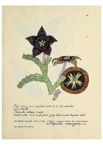 Reproducción/Reproduction 49501316256: Flore universelle. Saint-Denis :Au Bureau et chez Meilhac :[1848]-[1849]. 