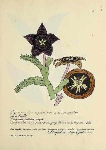Reproducción/Reproduction 49501316256: Flore universelle. Saint-Denis :Au Bureau et chez Meilhac :[1848]-[1849]. 