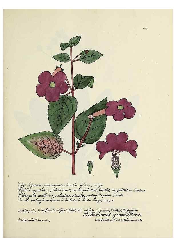 Reproducción/Reproduction 49500820188: Flore universelle. Saint-Denis :Au Bureau et chez Meilhac :[1848]-[1849]. 