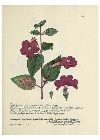 Reproducción/Reproduction 49500820188: Flore universelle. Saint-Denis :Au Bureau et chez Meilhac :[1848]-[1849]. 