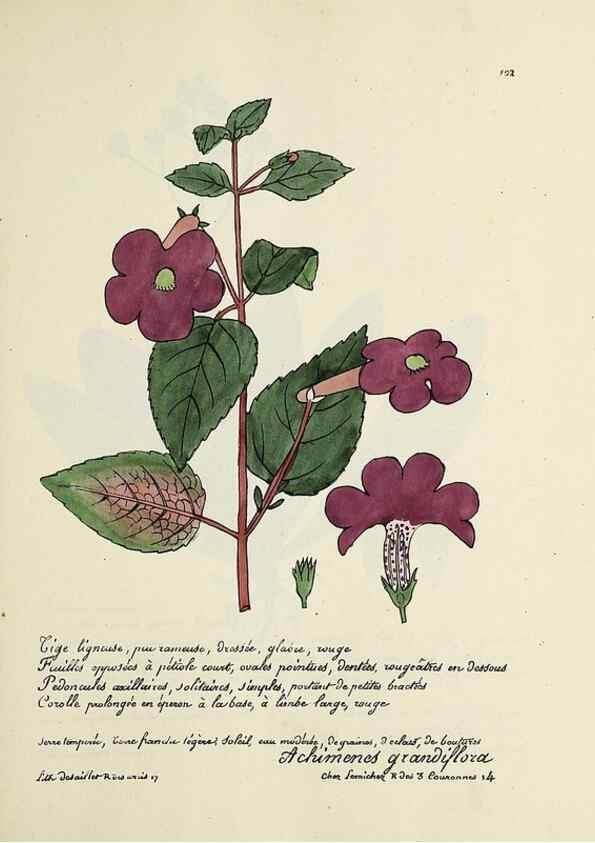 Reproducción/Reproduction 49500820188: Flore universelle. Saint-Denis :Au Bureau et chez Meilhac :[1848]-[1849]. 