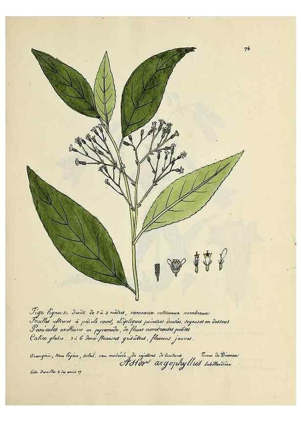 Reproducción/Reproduction 49500811698: Flore universelle. Saint-Denis :Au Bureau et chez Meilhac :[1848]-[1849]. 