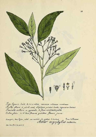 Reproducción/Reproduction 49500811698: Flore universelle. Saint-Denis :Au Bureau et chez Meilhac :[1848]-[1849]. 