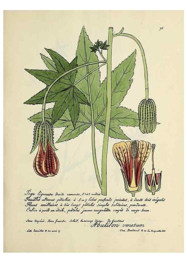 Reproducción/Reproduction 49500812178: Flore universelle. Saint-Denis :Au Bureau et chez Meilhac :[1848]-[1849]. 