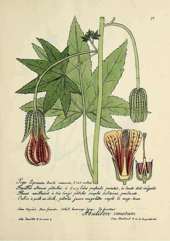 Reproducción/Reproduction 49500812178: Flore universelle. Saint-Denis :Au Bureau et chez Meilhac :[1848]-[1849]. 