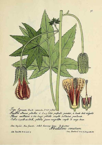 Reproducción/Reproduction 49500812178: Flore universelle. Saint-Denis :Au Bureau et chez Meilhac :[1848]-[1849]. 