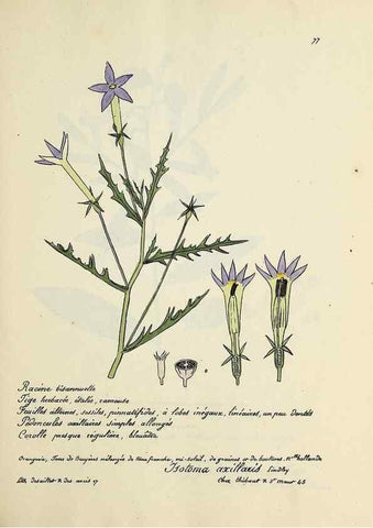 Reproducción/Reproduction 49501317246: Flore universelle. Saint-Denis :Au Bureau et chez Meilhac :[1848]-[1849]. 