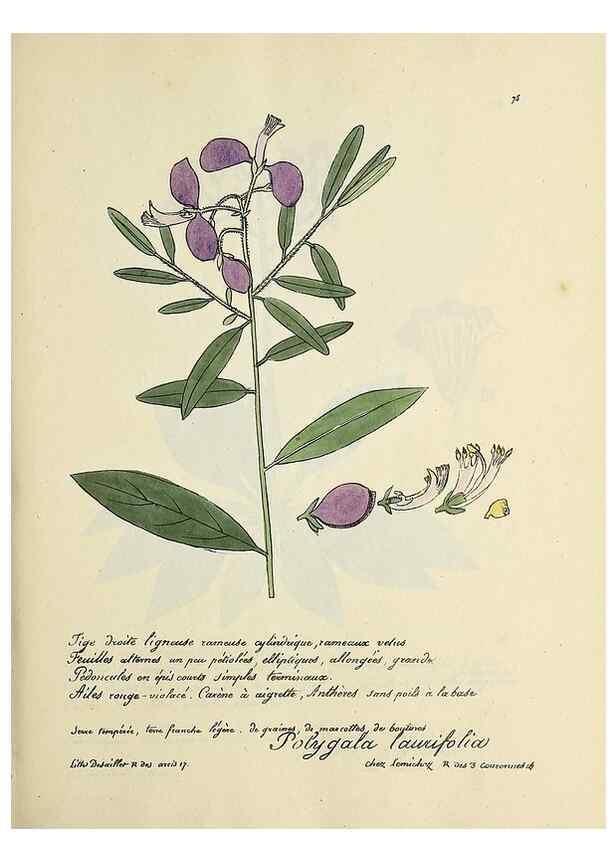 Reproducción/Reproduction 49501317476: Flore universelle. Saint-Denis :Au Bureau et chez Meilhac :[1848]-[1849]. 