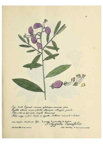 Reproducción/Reproduction 49501317476: Flore universelle. Saint-Denis :Au Bureau et chez Meilhac :[1848]-[1849]. 