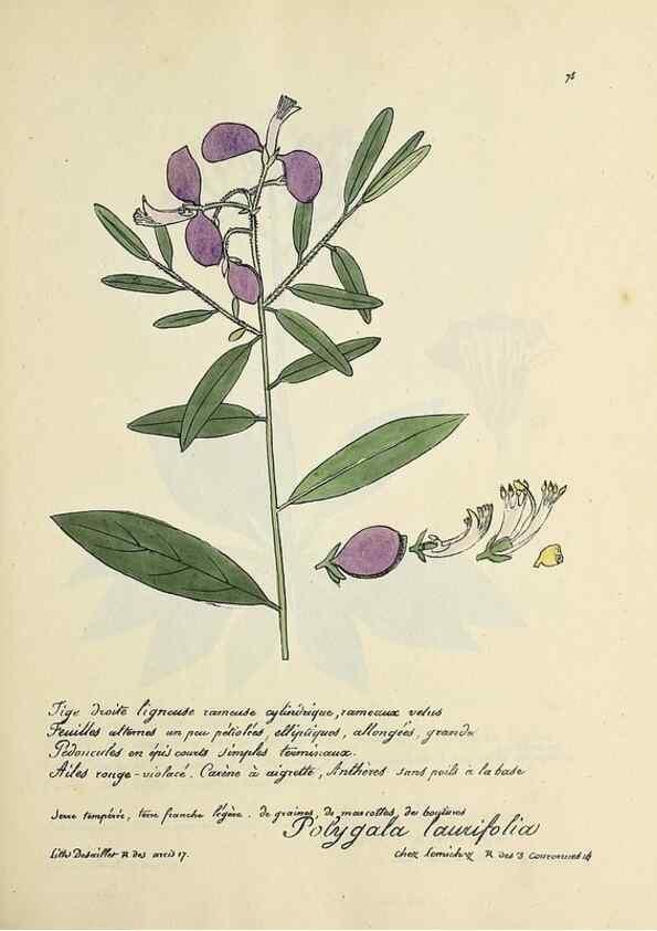 Reproducción/Reproduction 49501317476: Flore universelle. Saint-Denis :Au Bureau et chez Meilhac :[1848]-[1849]. 