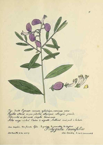 Reproducción/Reproduction 49501317476: Flore universelle. Saint-Denis :Au Bureau et chez Meilhac :[1848]-[1849]. 