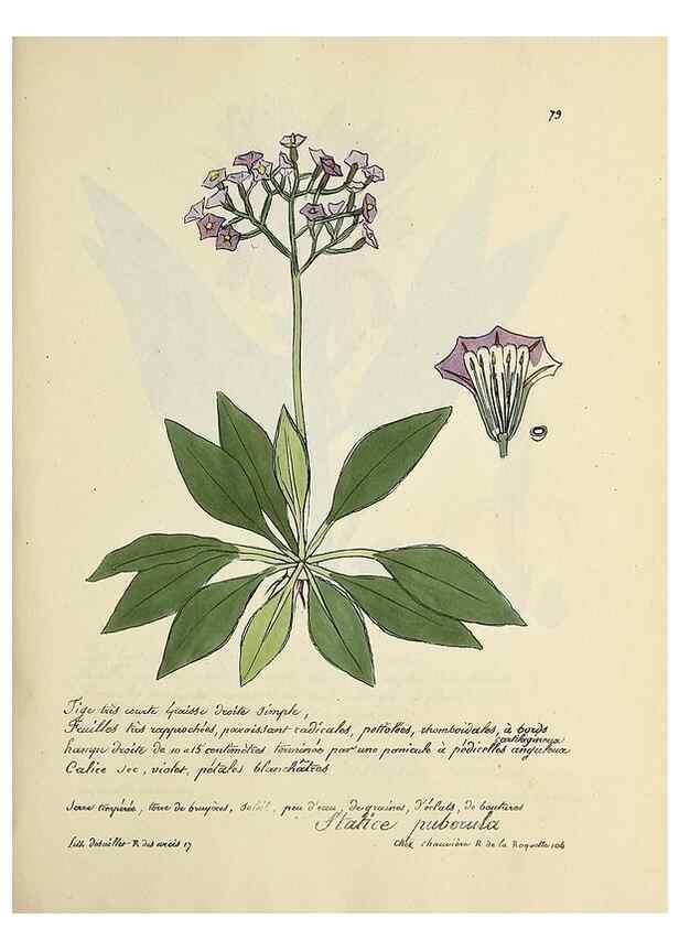 Reproducción/Reproduction 49501541172: Flore universelle. Saint-Denis :Au Bureau et chez Meilhac :[1848]-[1849]. 