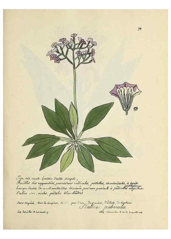 Reproducción/Reproduction 49501541172: Flore universelle. Saint-Denis :Au Bureau et chez Meilhac :[1848]-[1849]. 