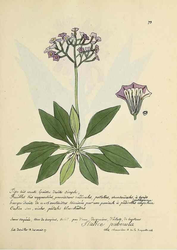 Reproducción/Reproduction 49501541172: Flore universelle. Saint-Denis :Au Bureau et chez Meilhac :[1848]-[1849]. 